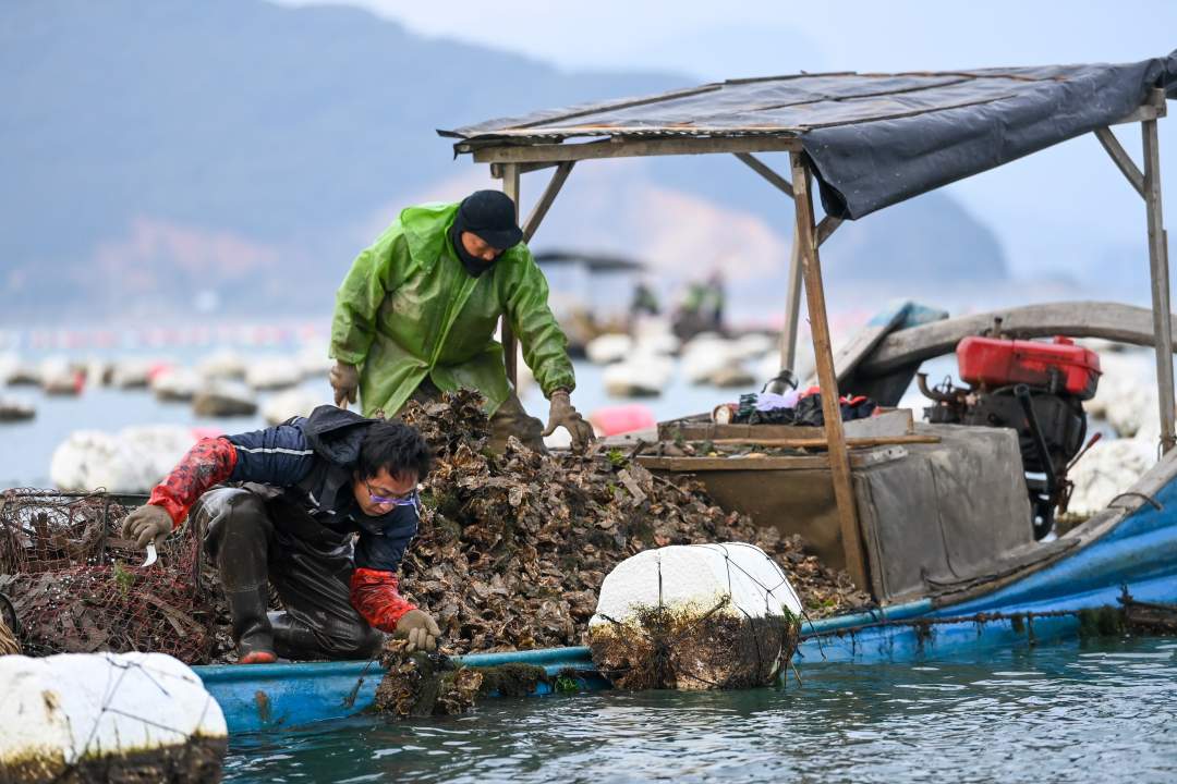 福州罗源北山海蛎迎来丰收季 每日2万多斤供应市场