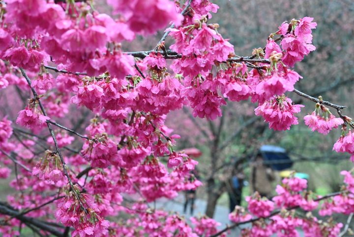 福建：樱花盛开引游客