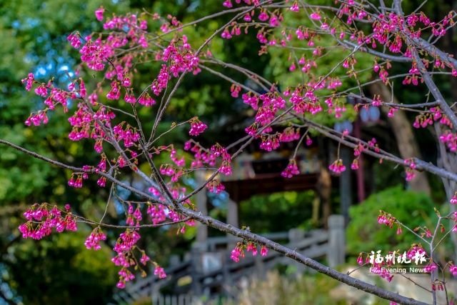 福州“赏樱季”到来 这些地方是赏花好去处