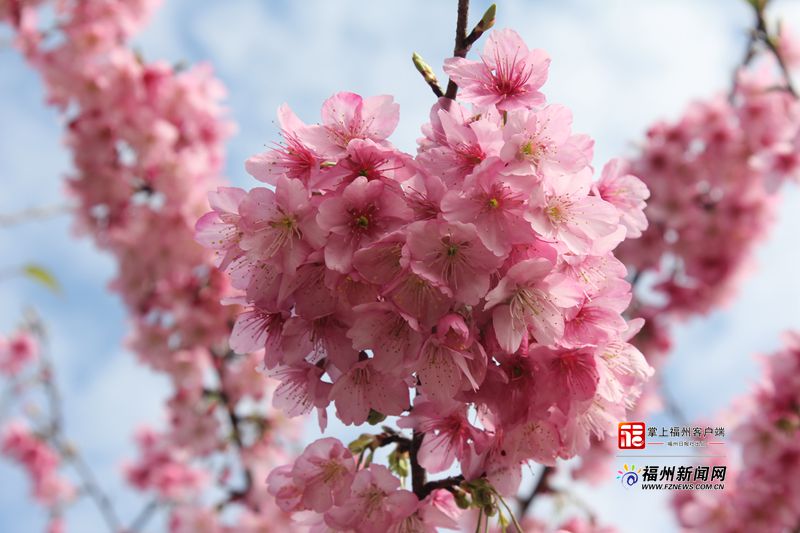 29个新品种！福州网红樱花也有“秘密工厂”
