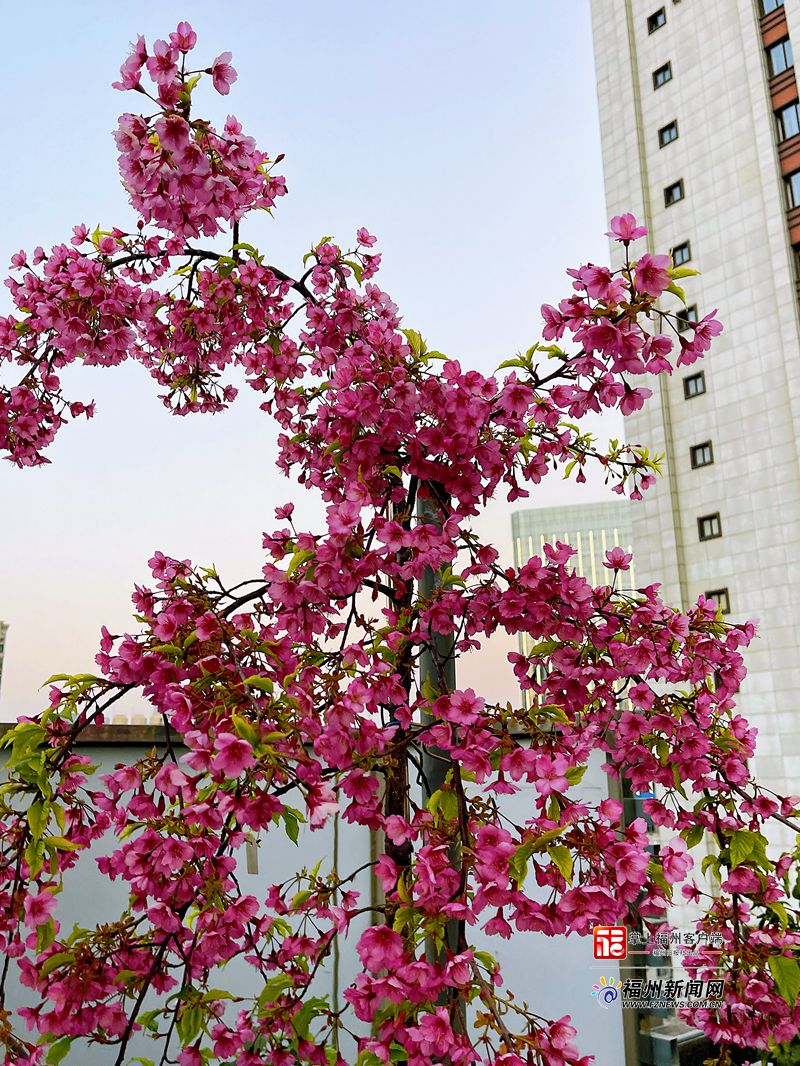 29个新品种！福州网红樱花也有“秘密工厂”