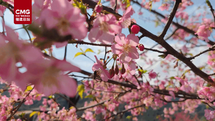 漳州平和：樱花迎春开 赏花正当时