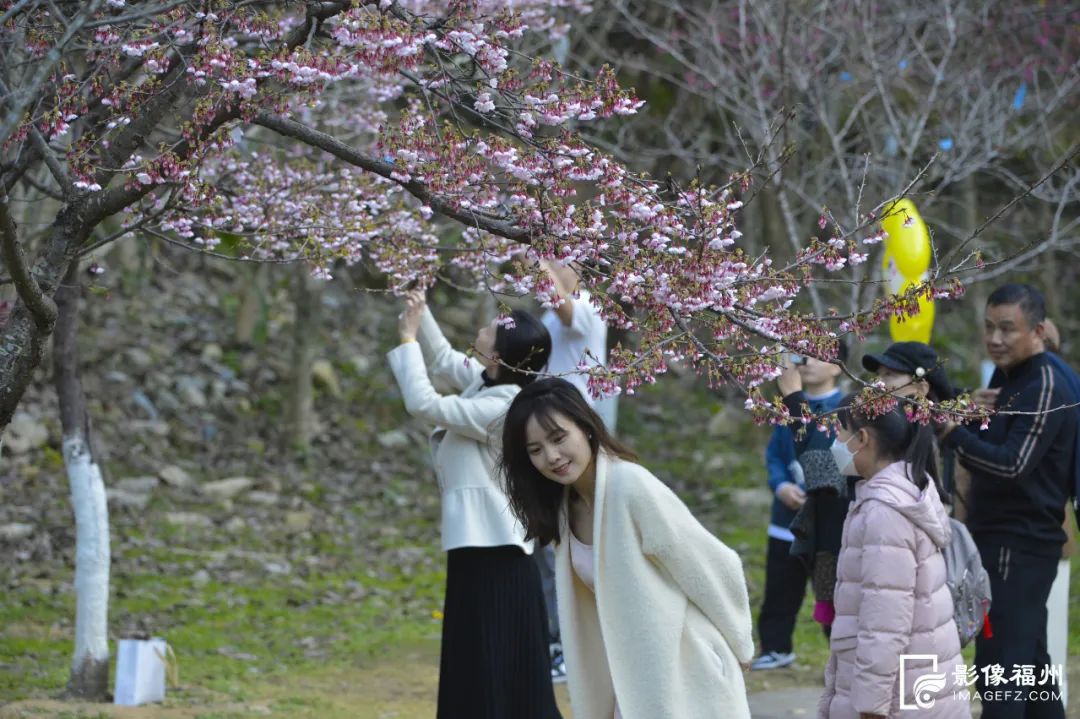 满屏粉色浪漫！福州赏樱季来了！