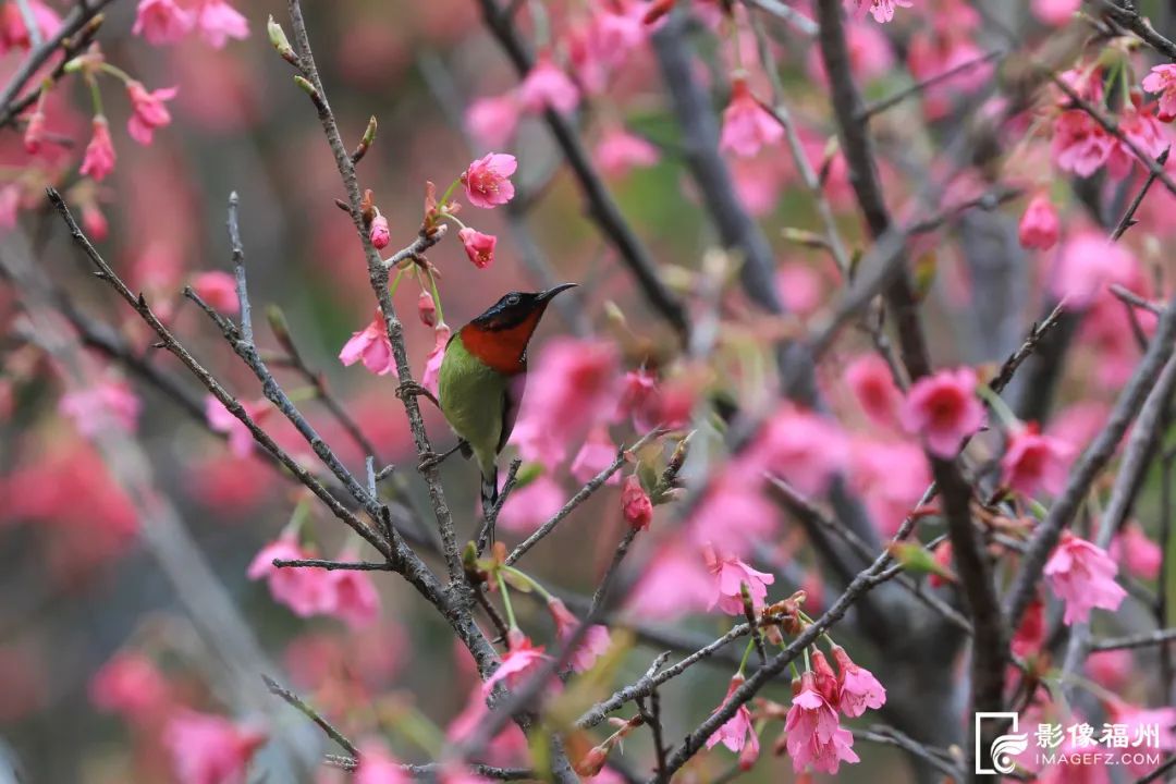 满屏粉色浪漫！福州赏樱季来了！