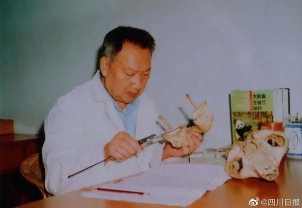 “中国大熊猫之父”胡锦矗去世，保护国宝的国宝走了