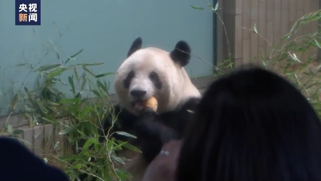 旅日大熊猫“香香”最后一天在日见游客 民众送上祝福