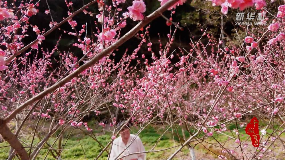 千城百县看中国｜福建将乐：梅花绽放引客来