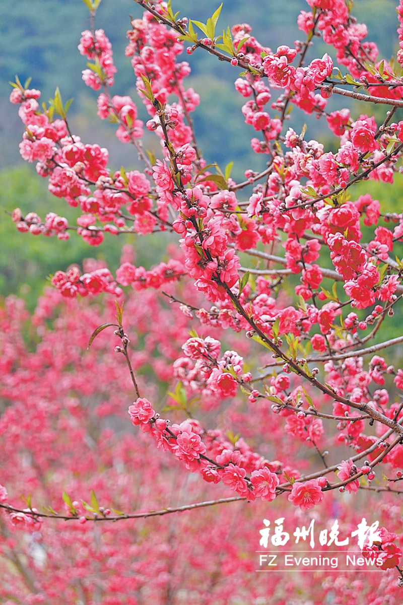 福州：二乔玉兰花开满树 又到春花烂漫时