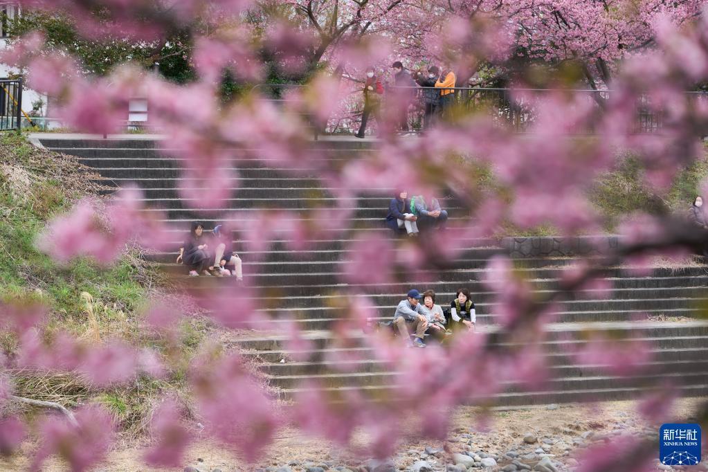 日本：河津樱花满开引客来