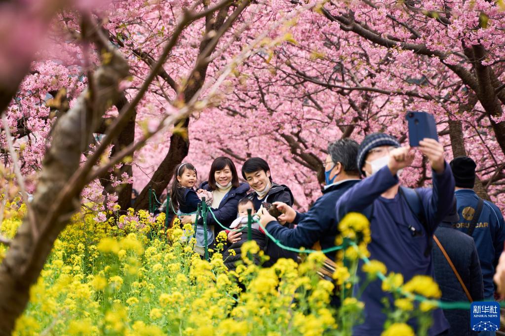 日本：河津樱花满开引客来