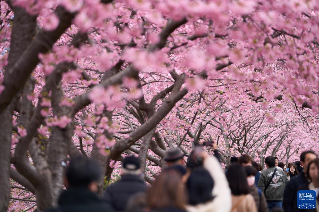 日本：河津樱花满开引客来