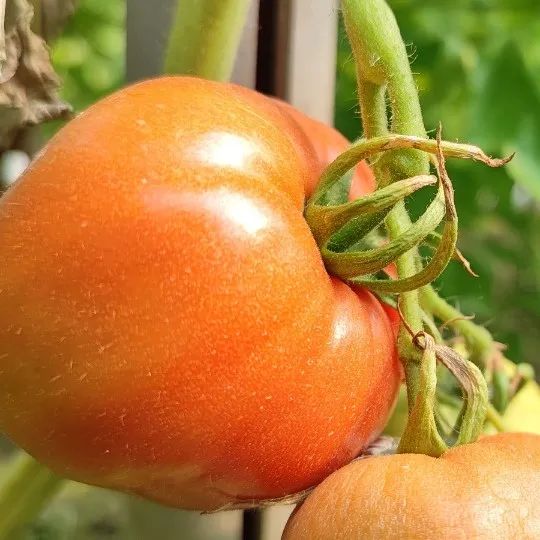 来自闽清！春天的第一份水果番茄即将上市
