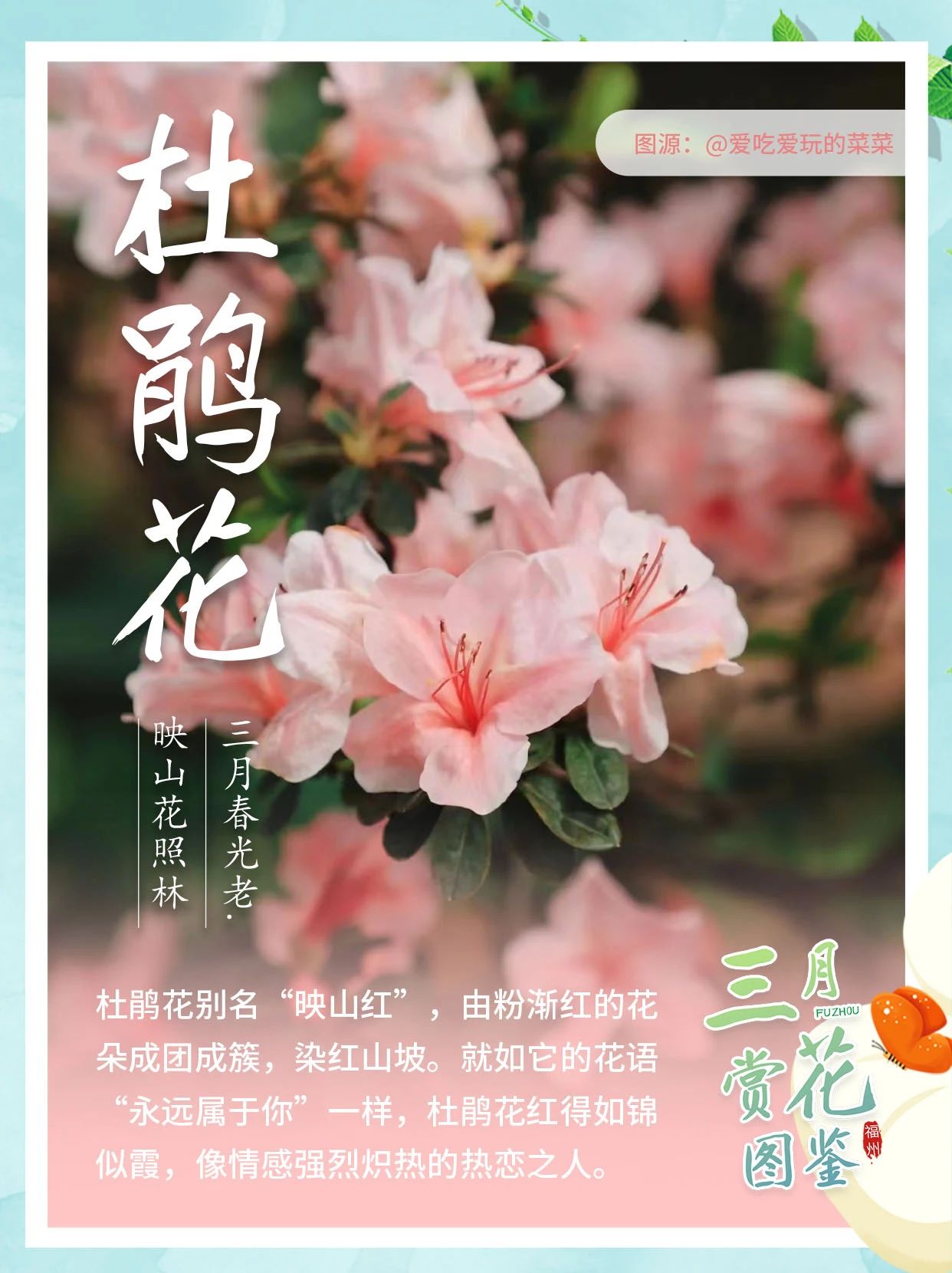 三月赏花图鉴