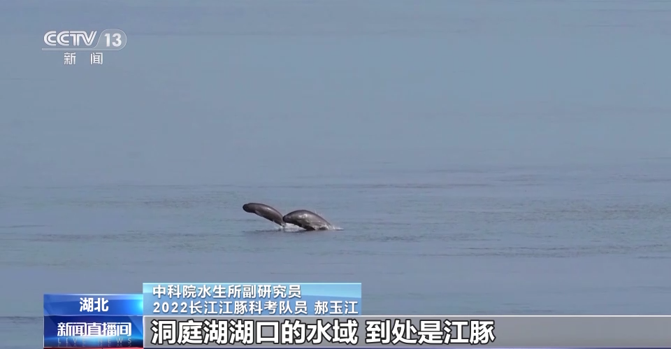 长江干流发现99对母子江豚 “微笑天使”首次实现历史性增长