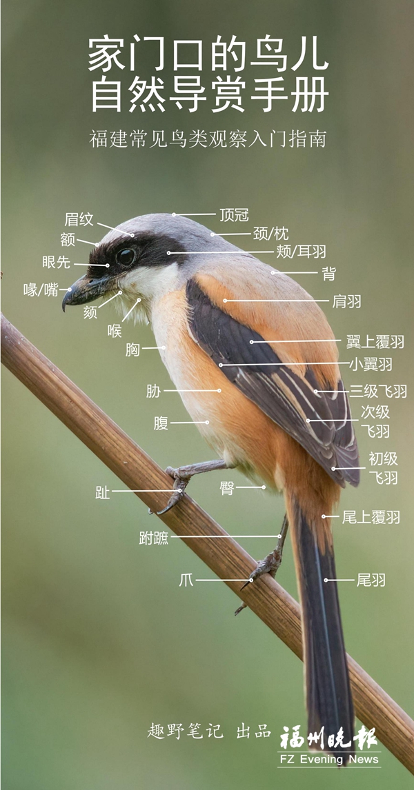 一群“鸟友”编了本观鸟手册 小小口袋书收录136种福州常见鸟