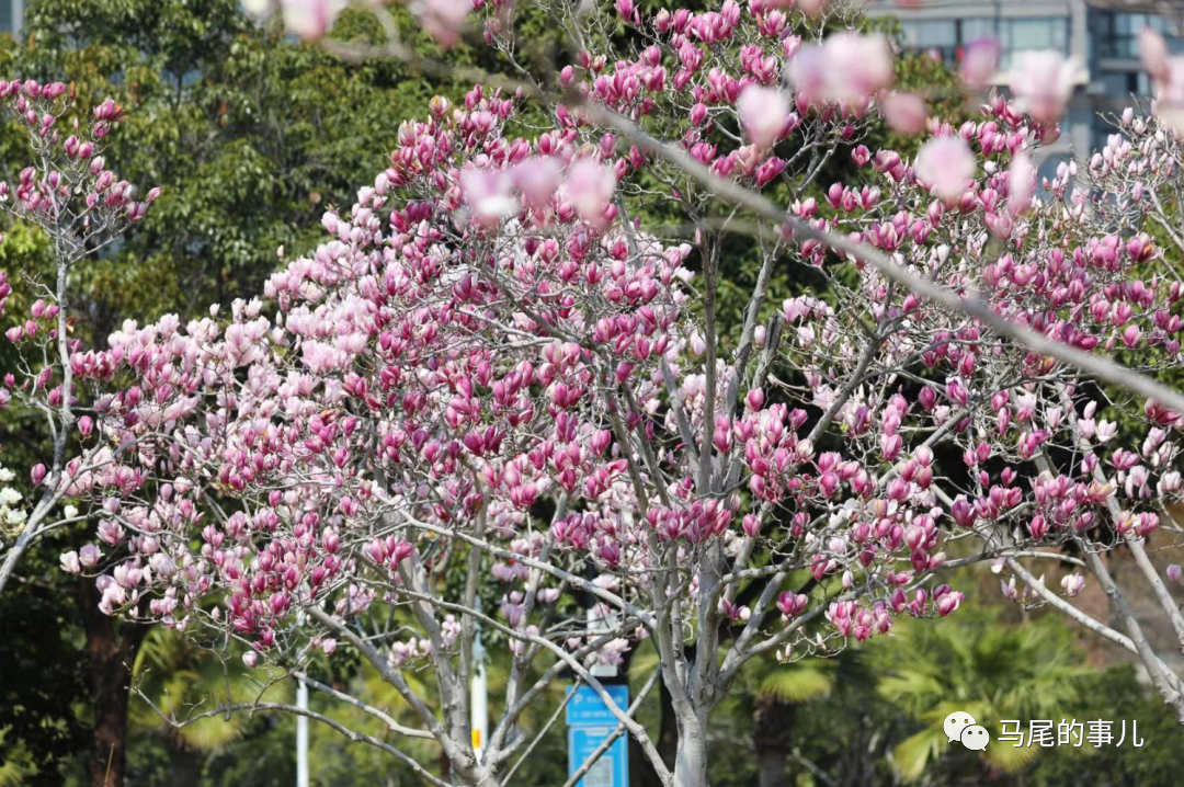 福州东江滨公园玉兰花盛放！周末一起赏花吧