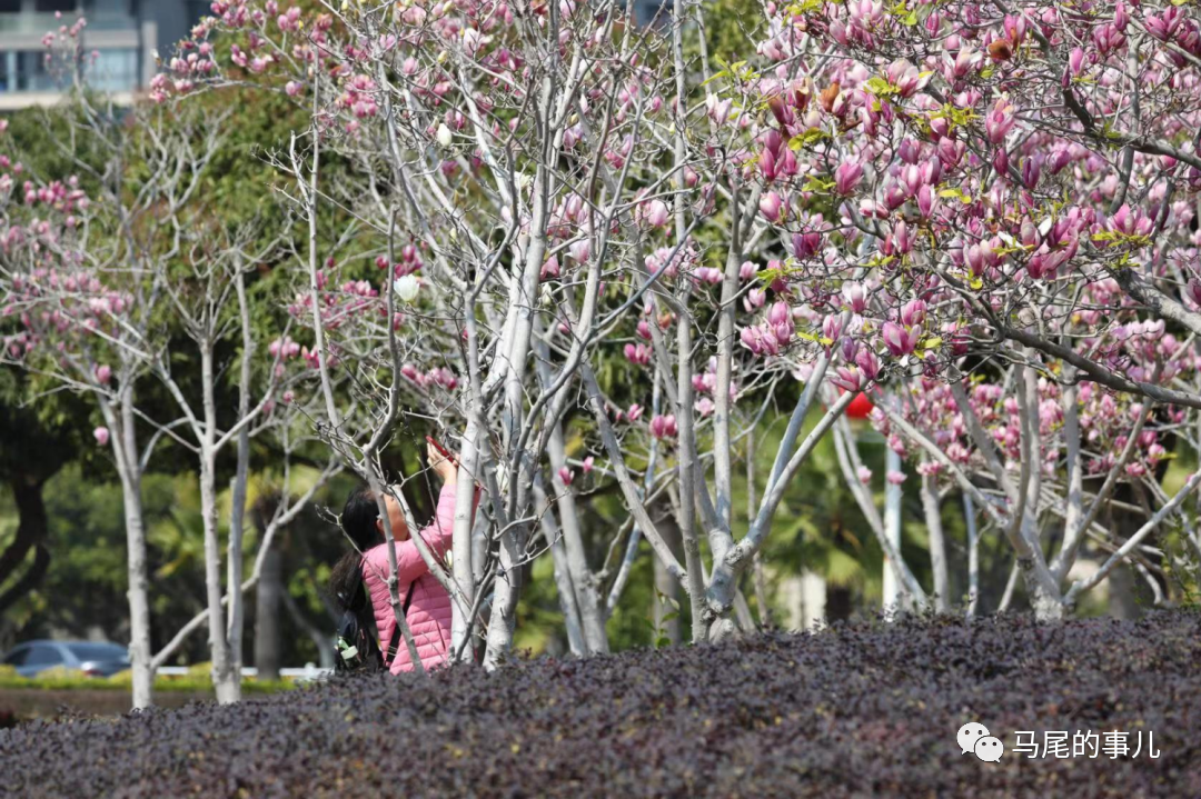 福州东江滨公园玉兰花盛放！周末一起赏花吧