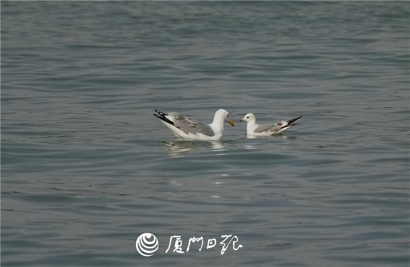 第439种新鸟种记录！普通海鸥首现厦门
