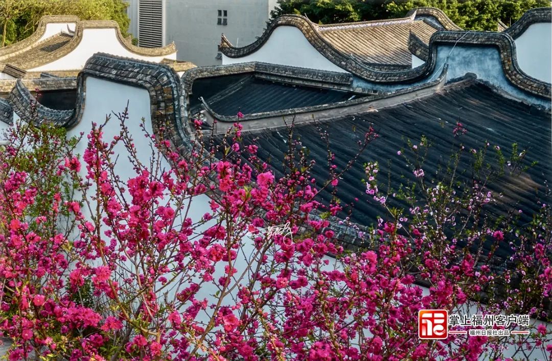 烟花三月，福州的屋顶惊艳了……