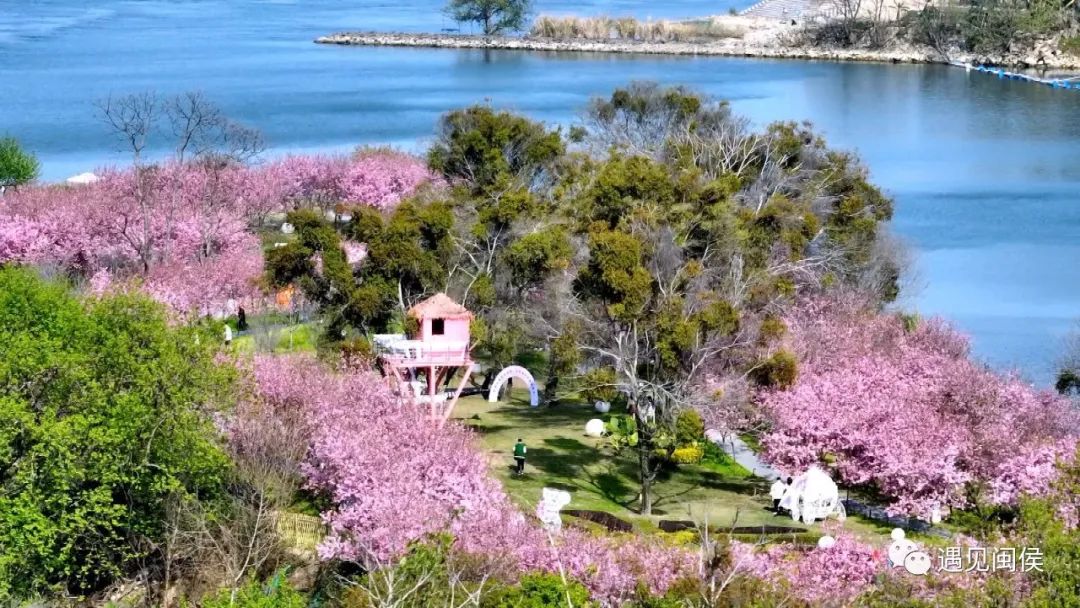 春天里，“粉”上这座樱花岛