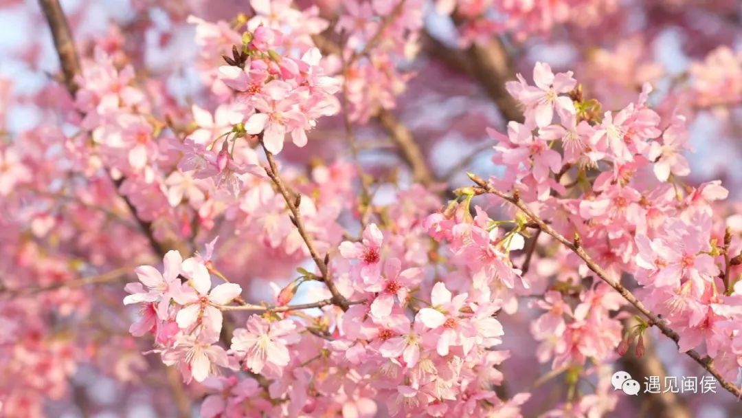 春天里，“粉”上这座樱花岛