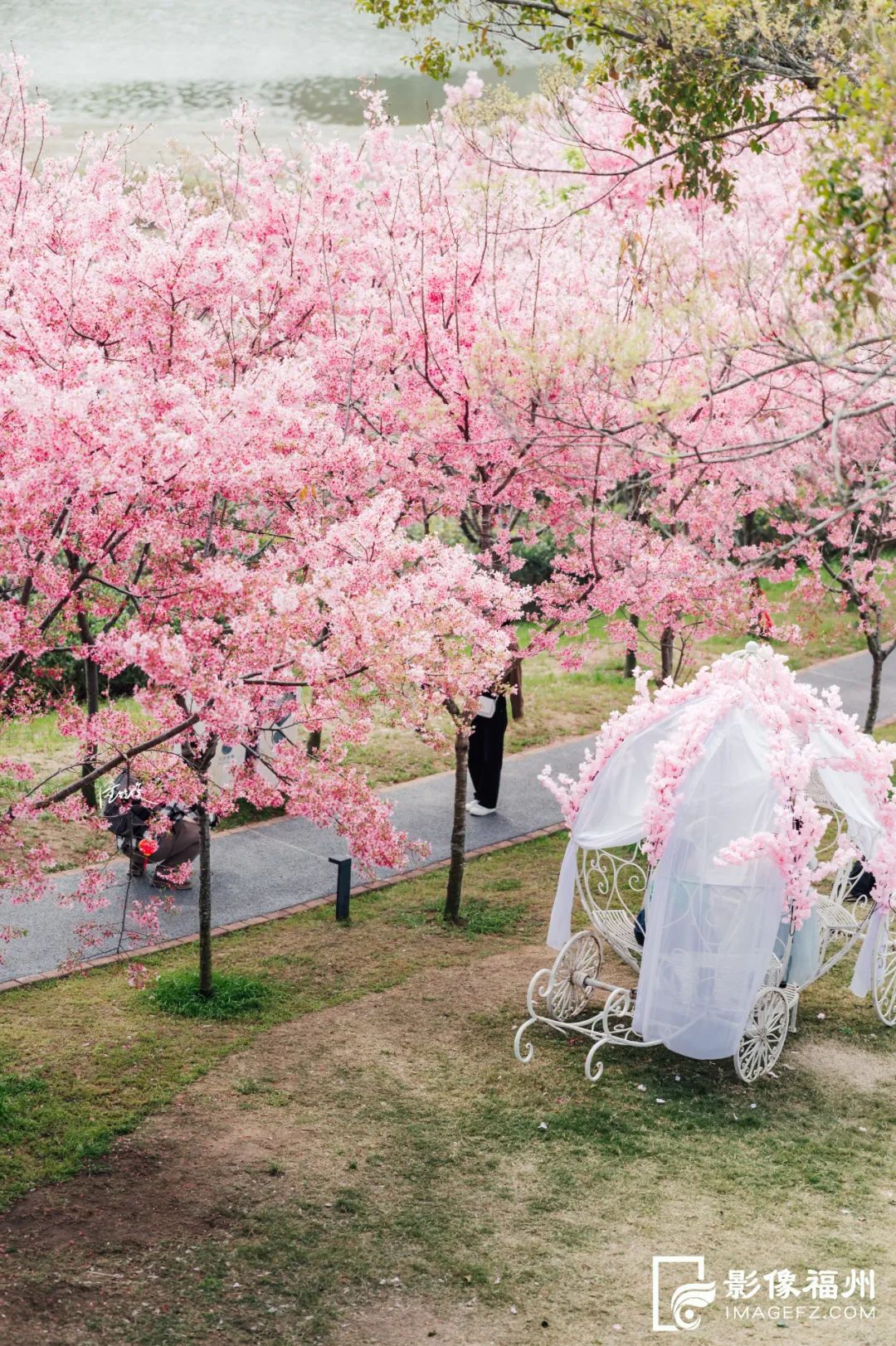 刷屏！福州这座樱花岛太梦幻了！