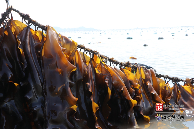 连江县近10万亩海带陆续进入采收期