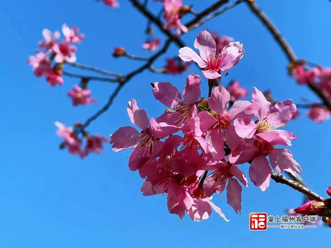 据说这就是福州春日美景Top5！你中意哪个？