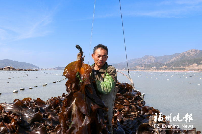 福州：海带“变形记” 渔村“致富经”