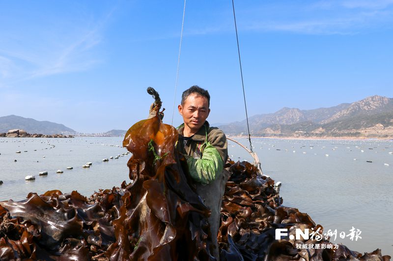 连江自主培育优质海带苗 将亩产从不足5000公斤提高到3万公斤