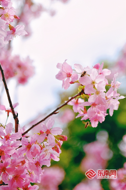 看！泉州古寺樱花盛开
