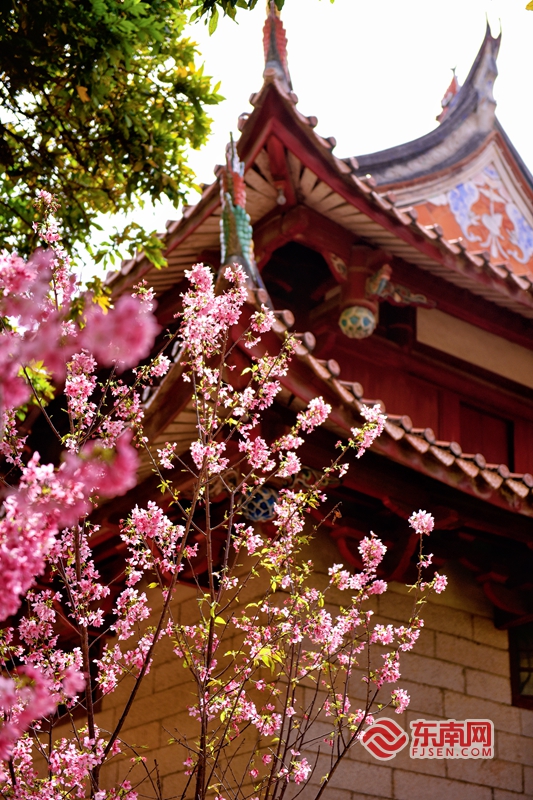 看！泉州古寺樱花盛开