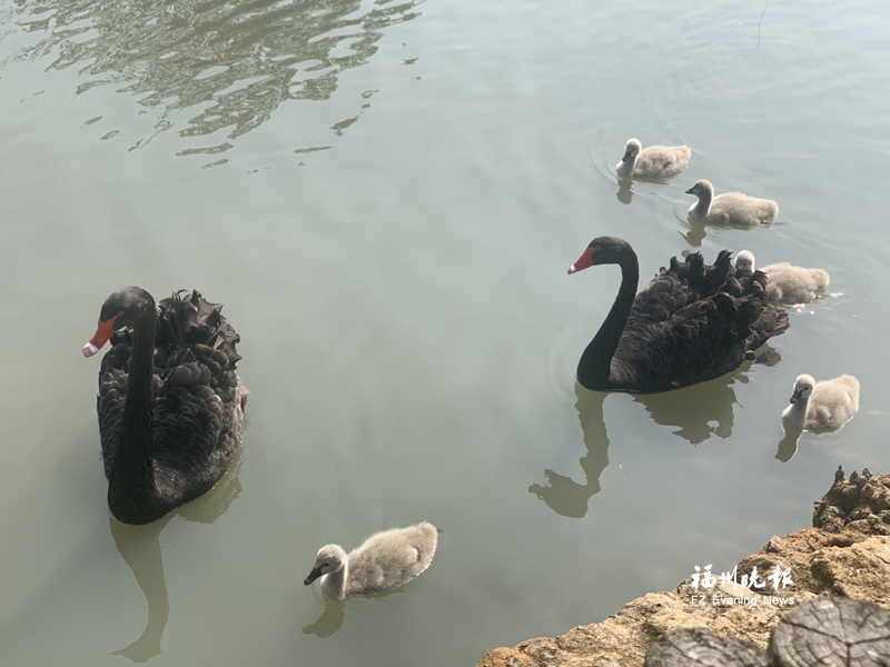 琅岐红光湖公园“添丁” 3对黑天鹅孵出13只小天鹅