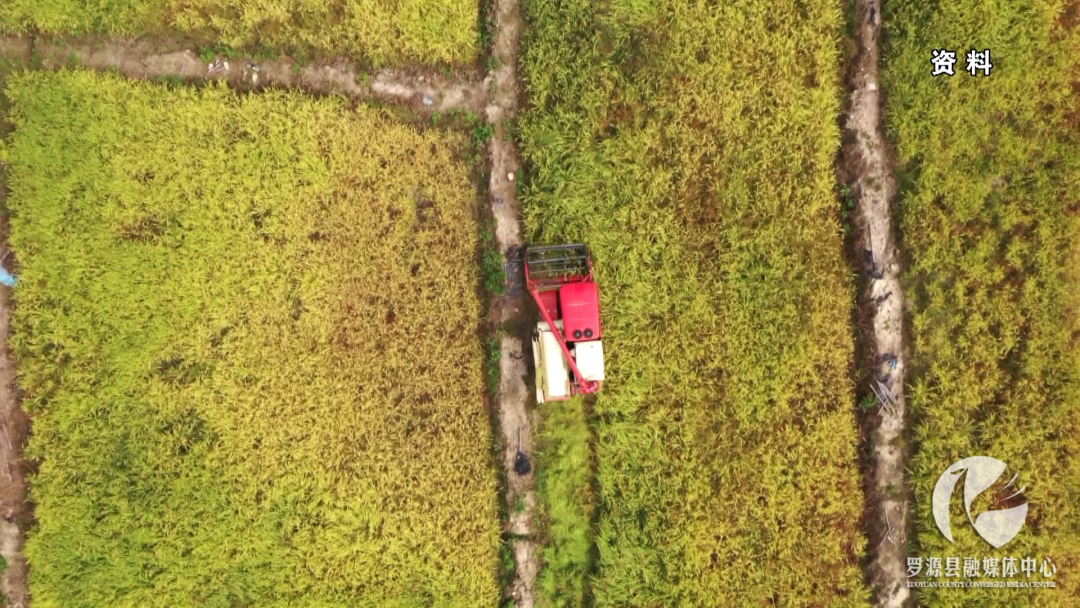 粮食怎么种？罗源县飞竹镇这样回答