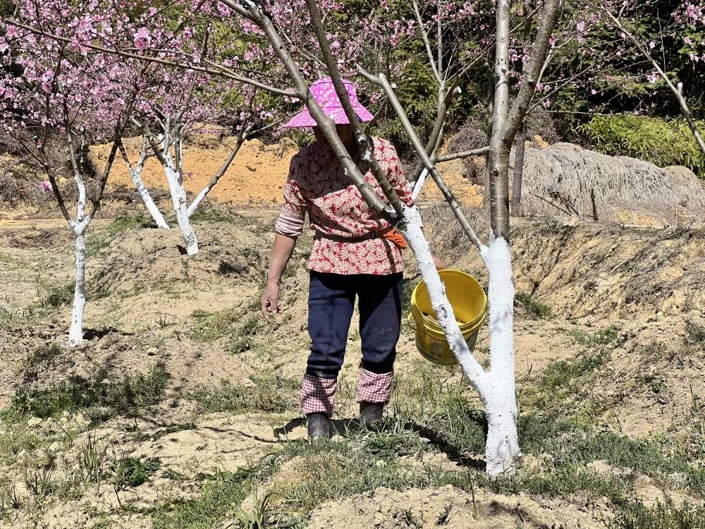 永泰盘谷：桃林树下忙养护