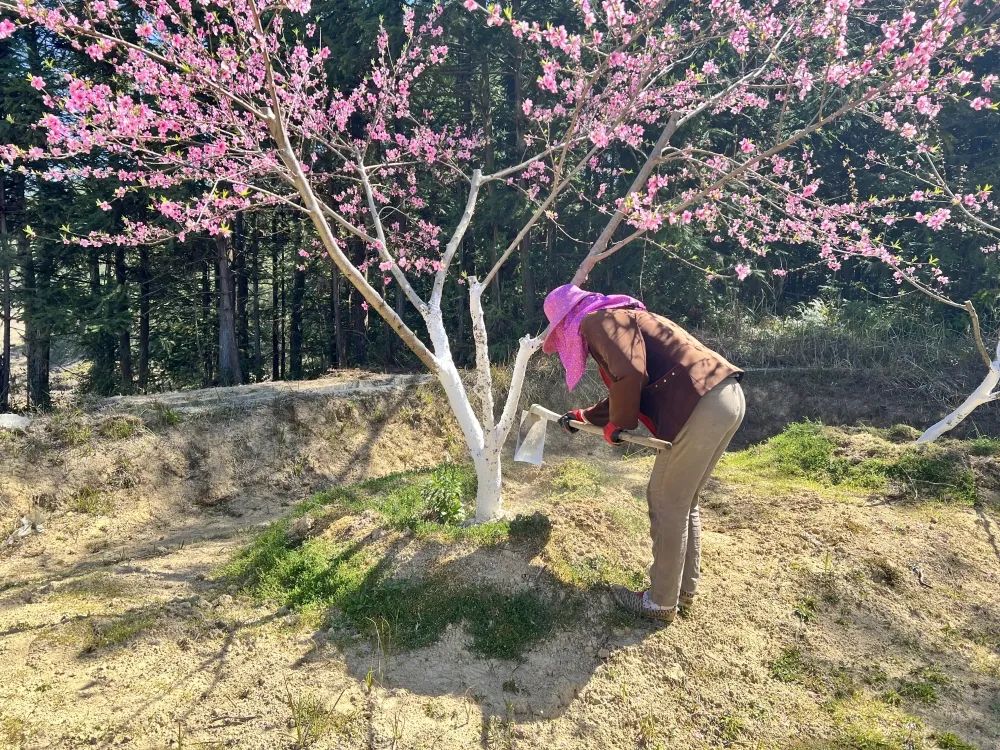 永泰盘谷：桃林树下忙养护