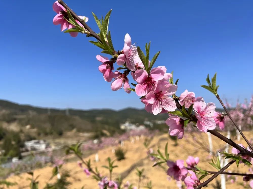 永泰盘谷：桃林树下忙养护