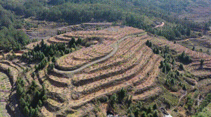 永泰盘谷：桃林树下忙养护