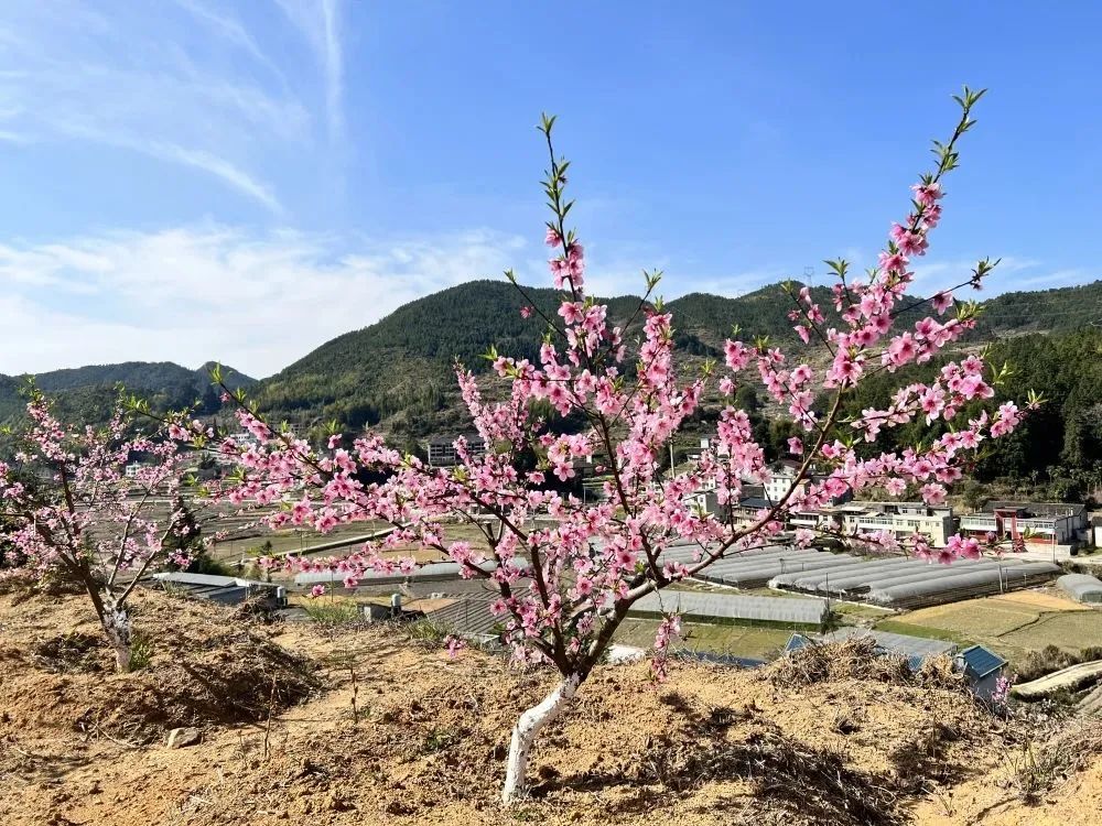 永泰盘谷：桃林树下忙养护