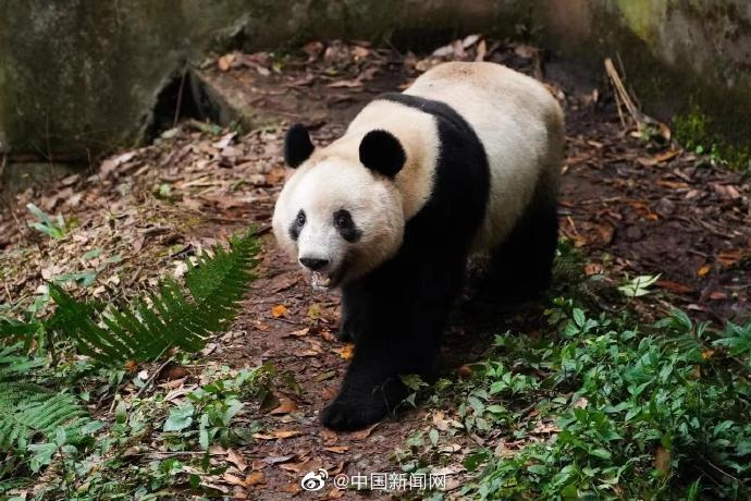 大熊猫“香香”隔离检疫期结束，将与公众见面
