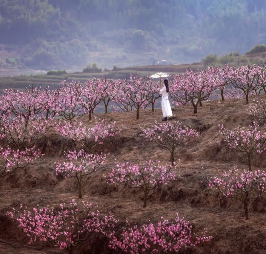 漫山绯红，只为“桃”你喜欢！罗源中房桃花文化旅游节开幕