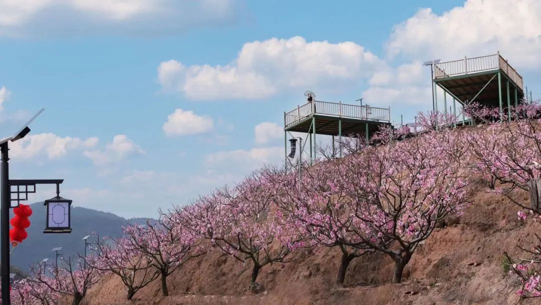 漫山绯红，只为“桃”你喜欢！罗源中房桃花文化旅游节开幕