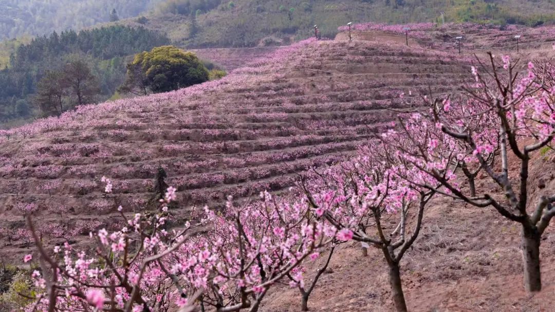 漫山绯红，只为“桃”你喜欢！罗源中房桃花文化旅游节开幕
