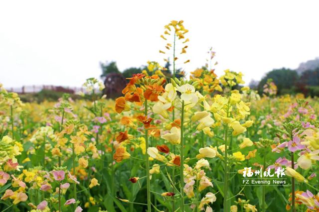 湿地旁彩色油菜花海美如画 位于长乐潭头镇文石村