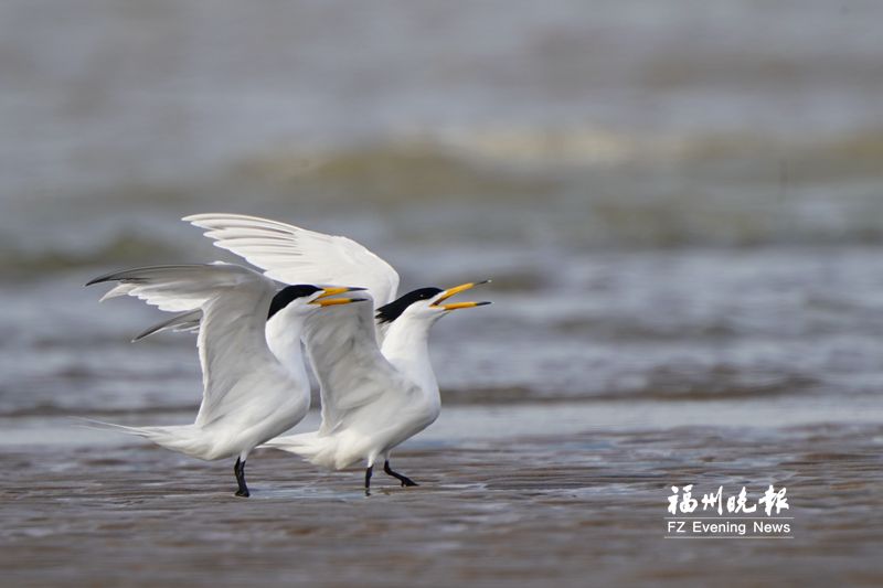 福州目前记录鸟类有438种 不少“稀客”变“常客”