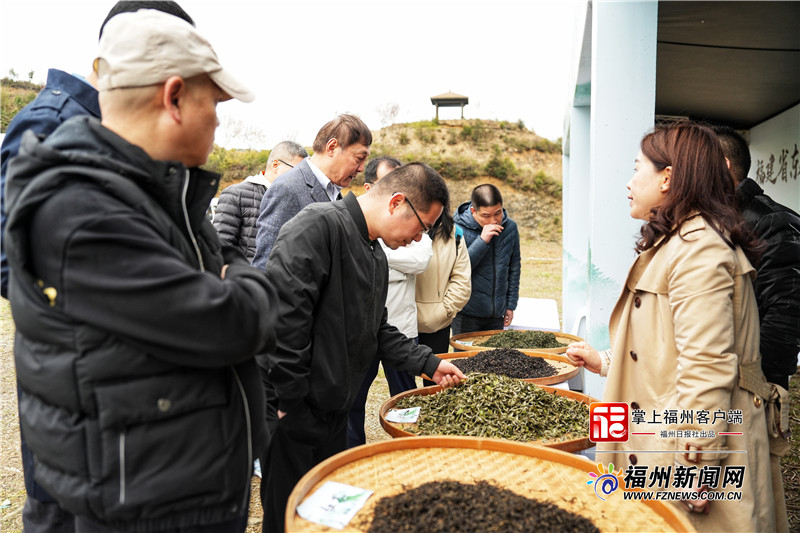 2023年下祝开茶节启动 首批320亩农田云认领