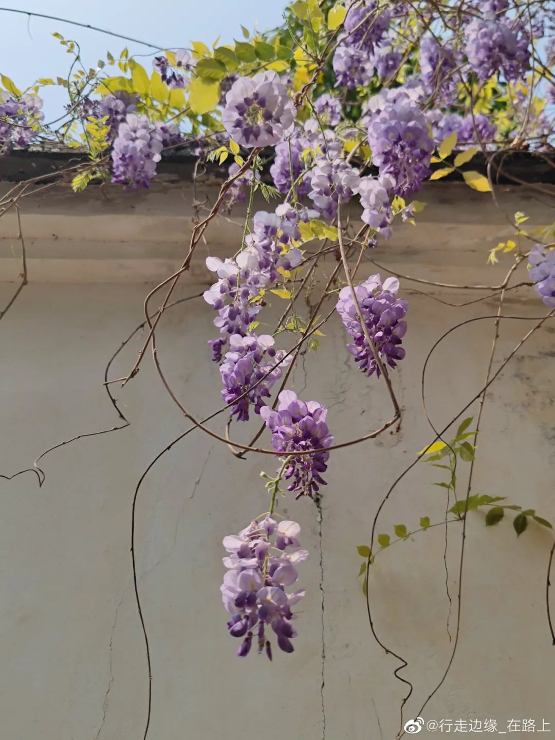 四月，快来赏紫藤萝“瀑布”！