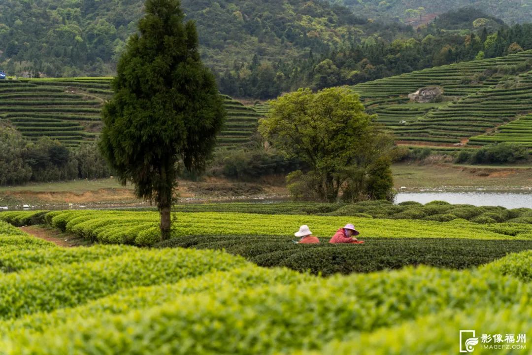 福州最美茶山在哪里？