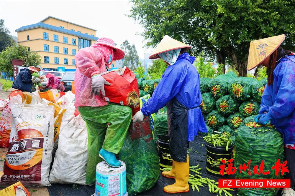 福州人爱吃！蚕豆、春笋正大量上市