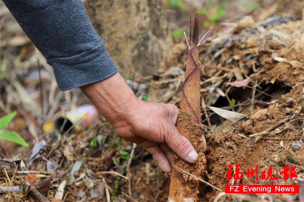 福州人爱吃！蚕豆、春笋正大量上市